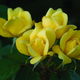 The Sunny Knock Out Rose, Yellow, 1 Bare Root Plant | $17 | Amazon